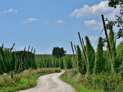 culture chanvre industriel environnement